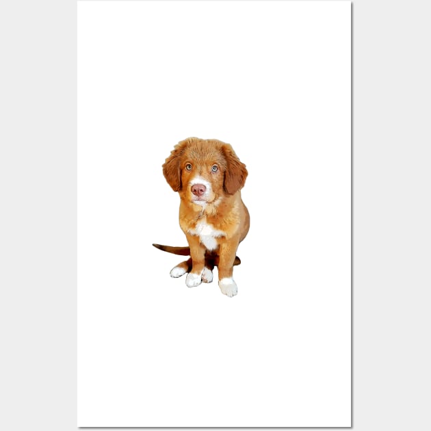 Nova scotia duck tolling retriever puppy dog Wall Art by ElegantCat